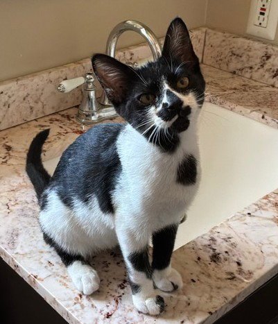 ZZ COW - Domestic Short Hair available for adoption