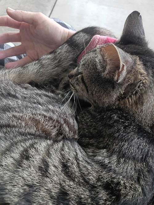 ZZ   TIGGER - Tabby available for adoption