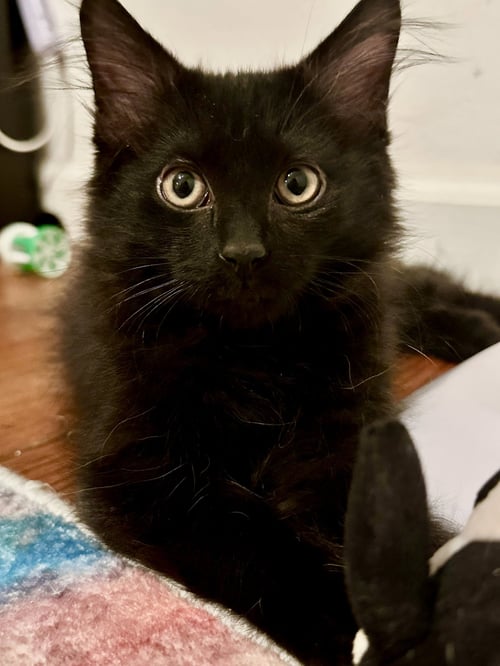 WALRUS - Domestic Short Hair available for adoption