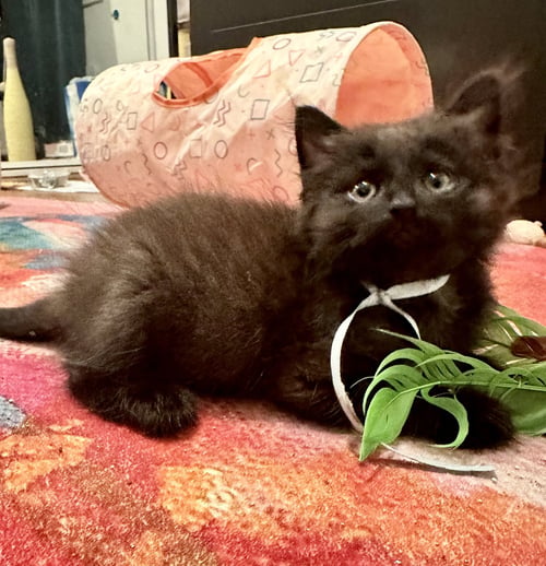 WALRUS - Domestic Short Hair available for adoption