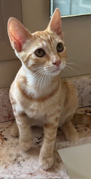 ZZ   SIMBA - Domestic Short Hair available for adoption