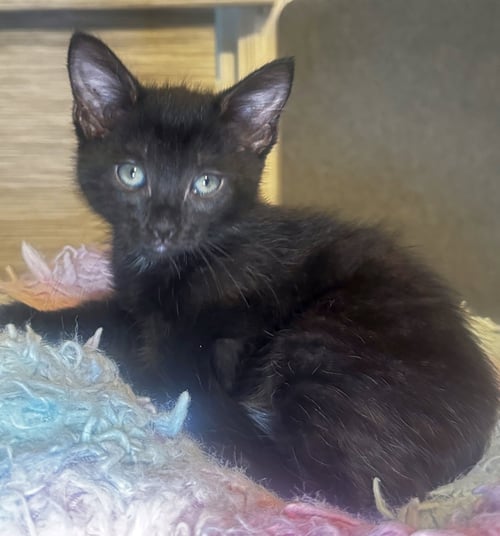 SPRUCE - Domestic Medium Hair for adoption in Huntington Beach