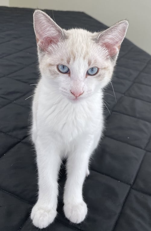 COTTON - Siamese / Domestic Short Hair available for adoption
