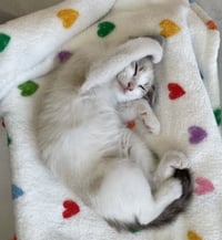Cotton - Photo 3