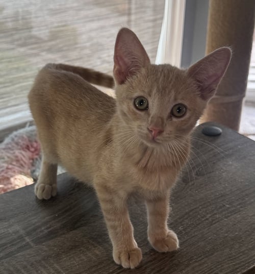 WALLY - Domestic Short Hair available for adoption