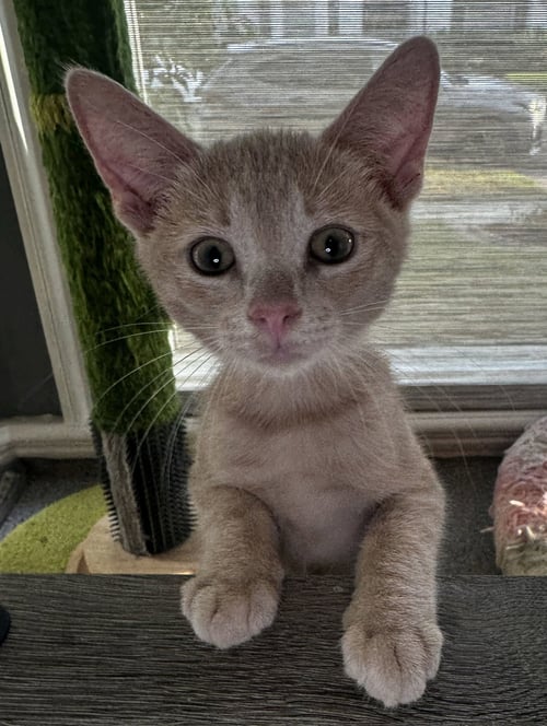 WALLY - Domestic Short Hair available for adoption