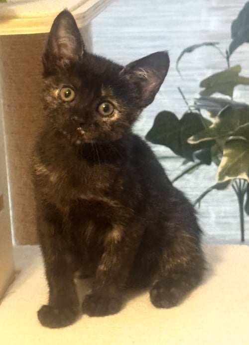 BRENNA - Tortoiseshell / Domestic Short Hair available for adoption