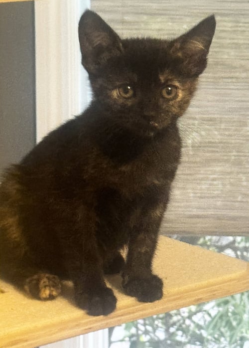 BRENNA - Tortoiseshell / Domestic Short Hair available for adoption