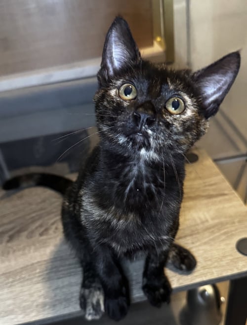 BRENNA - Tortoiseshell / Domestic Short Hair available for adoption