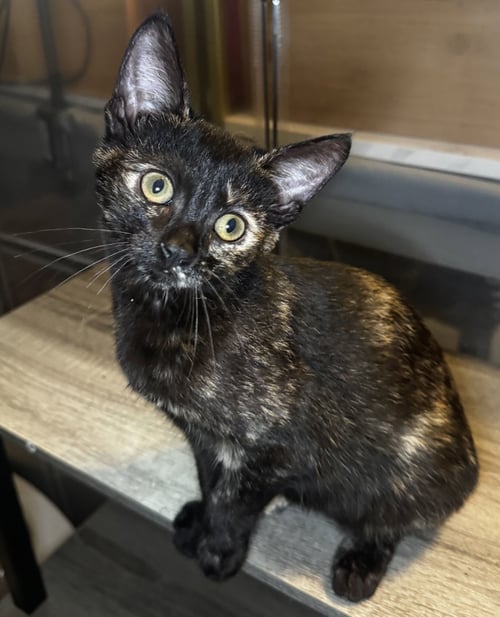 BRENNA - Tortoiseshell / Domestic Short Hair available for adoption