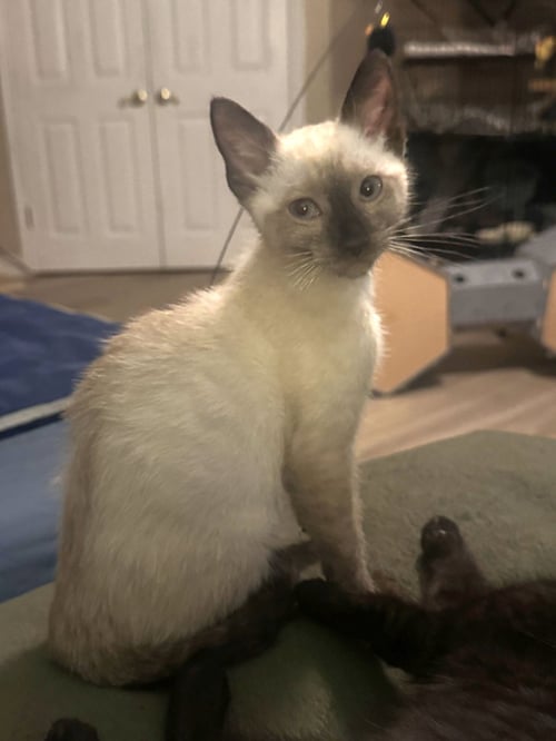 TOFFEE - Siamese / Domestic Short Hair available for adoption
