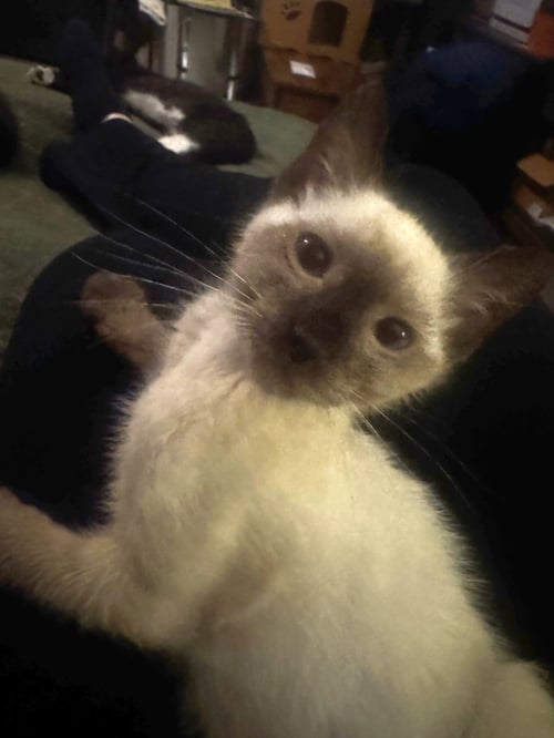 TOFFEE - Siamese / Domestic Short Hair available for adoption