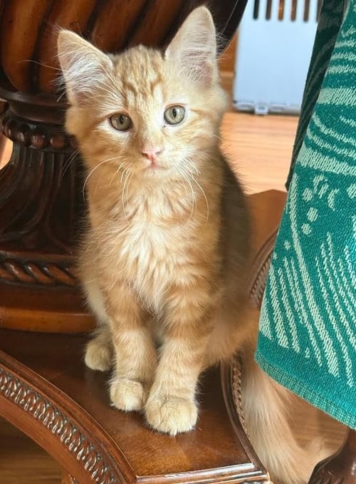 THOMAS O’MALLEY