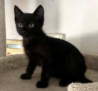 Rolo - Photo 2