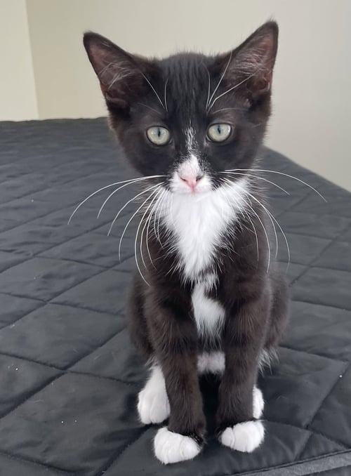 MOPSY - Domestic Short Hair available for adoption