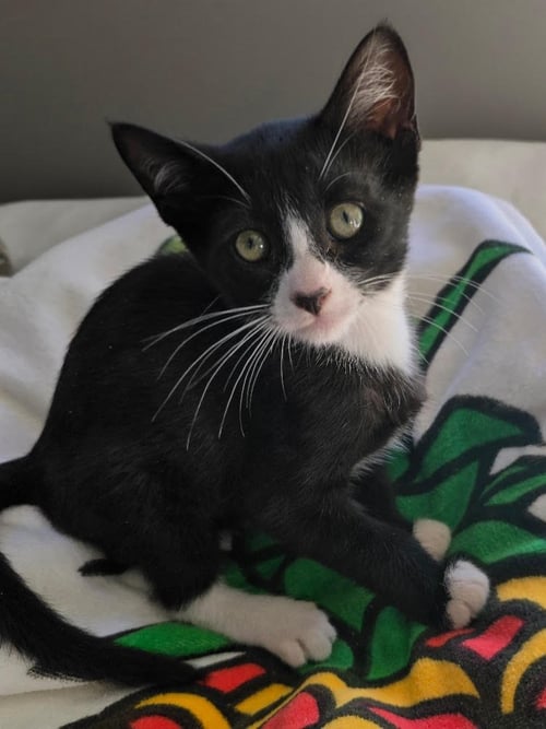 ZZ   SKIPPER - Domestic Short Hair available for adoption