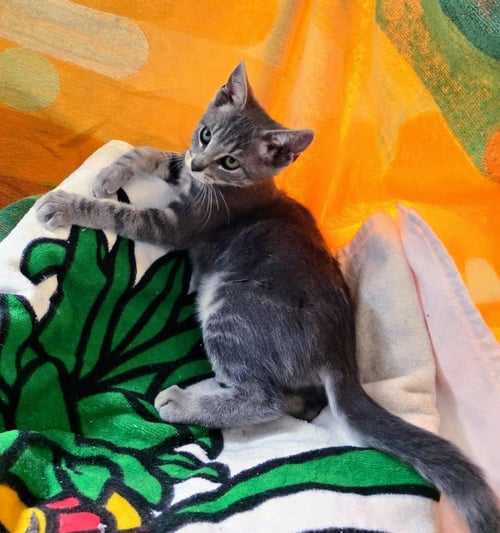 ZZ   MARY ANN - Domestic Short Hair available for adoption