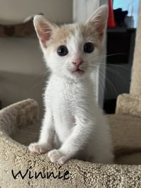 Winnie - Photo 1