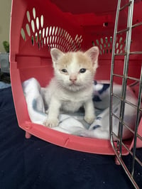 Winnie - Photo 2