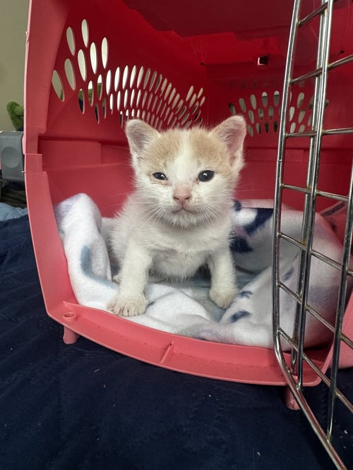 WINNIE - Domestic Short Hair available for adoption