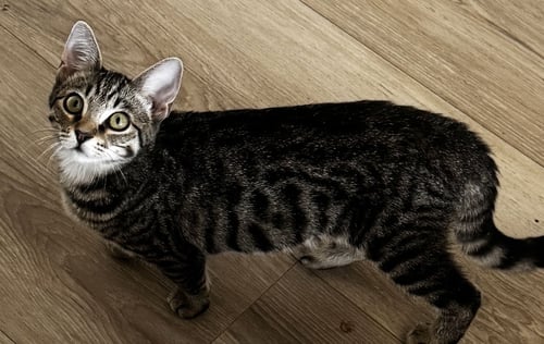 PIPSQUEAK - Domestic Short Hair available for adoption