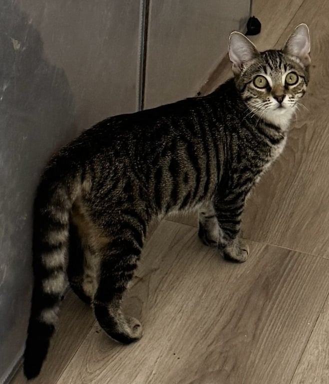 Pipsqueak Image
