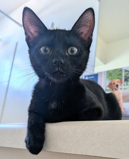 SUNDAE - Domestic Short Hair available for adoption