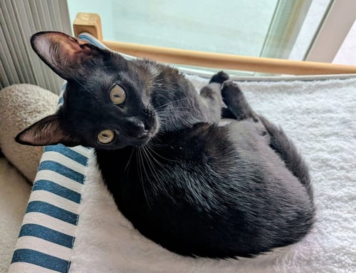 SUNDAE - Domestic Short Hair available for adoption