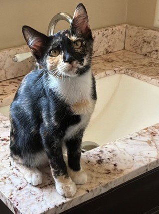 ZZ  CALI - Domestic Short Hair available for adoption