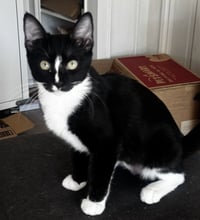 Whiskers - Photo 3