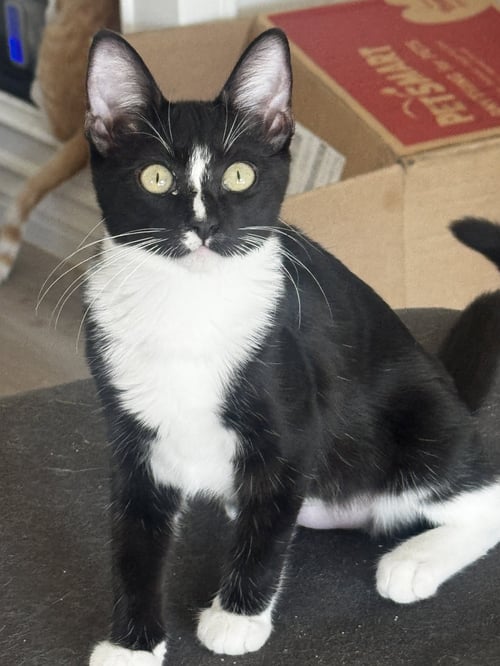 WHISKERS - Domestic Short Hair available for adoption