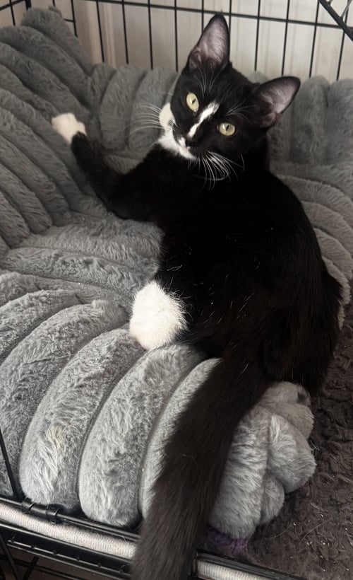 WHISKERS - Domestic Short Hair available for adoption