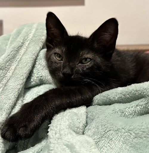 NAVIGATOR - Domestic Short Hair available for adoption