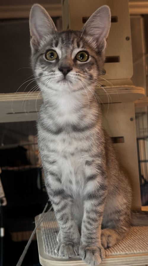 VIOLET - Domestic Short Hair available for adoption