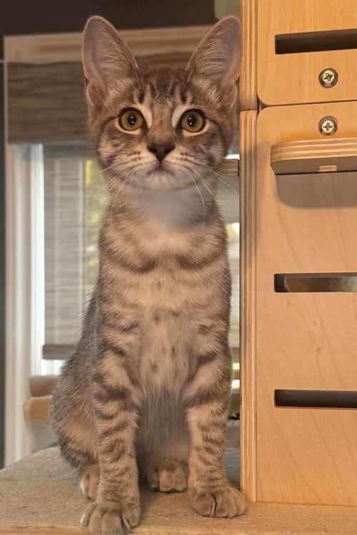 VIOLET - Domestic Short Hair available for adoption