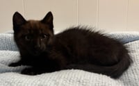 Nibbler - Photo 2
