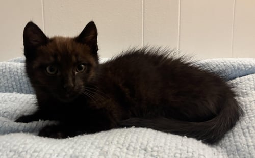 NIBBLER - Domestic Short Hair available for adoption