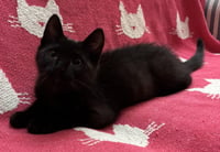 Nibbler - Photo 3