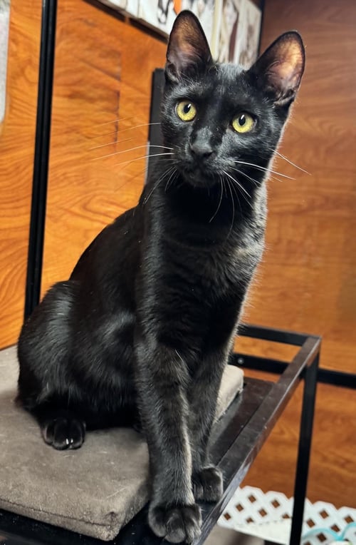 NIBBLER - Domestic Short Hair available for adoption