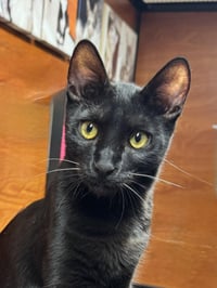 Nibbler - Photo 2