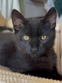 Nibbler - Photo 4