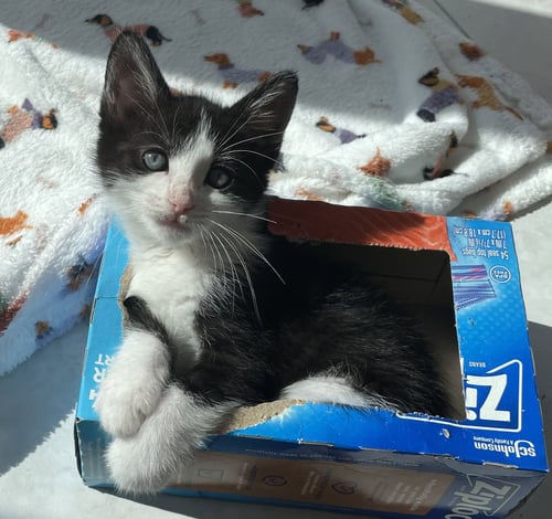 FLOPSY - Domestic Short Hair available for adoption