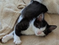 Flopsy - Photo 3