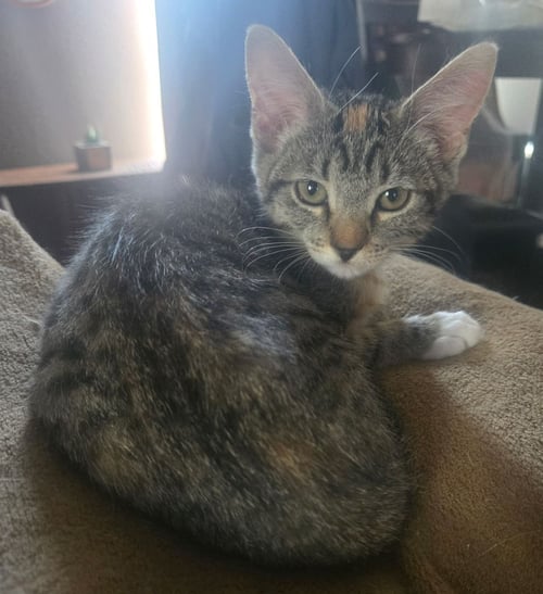 FUMEE - Tortoiseshell / Domestic Short Hair available for adoption