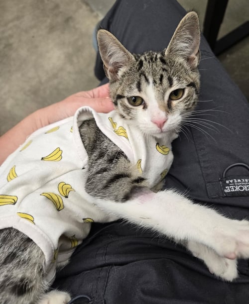 SWEET GIRL - Domestic Short Hair available for adoption