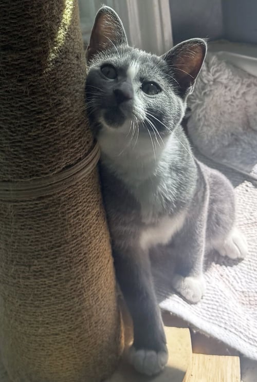 MITTENS - Domestic Short Hair available for adoption