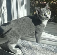 Mittens - Photo 1