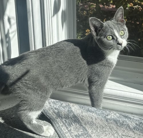 MITTENS - Domestic Short Hair available for adoption