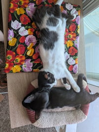 Oreo - Photo 5