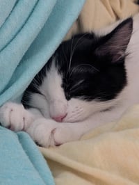 Oreo - Photo 4